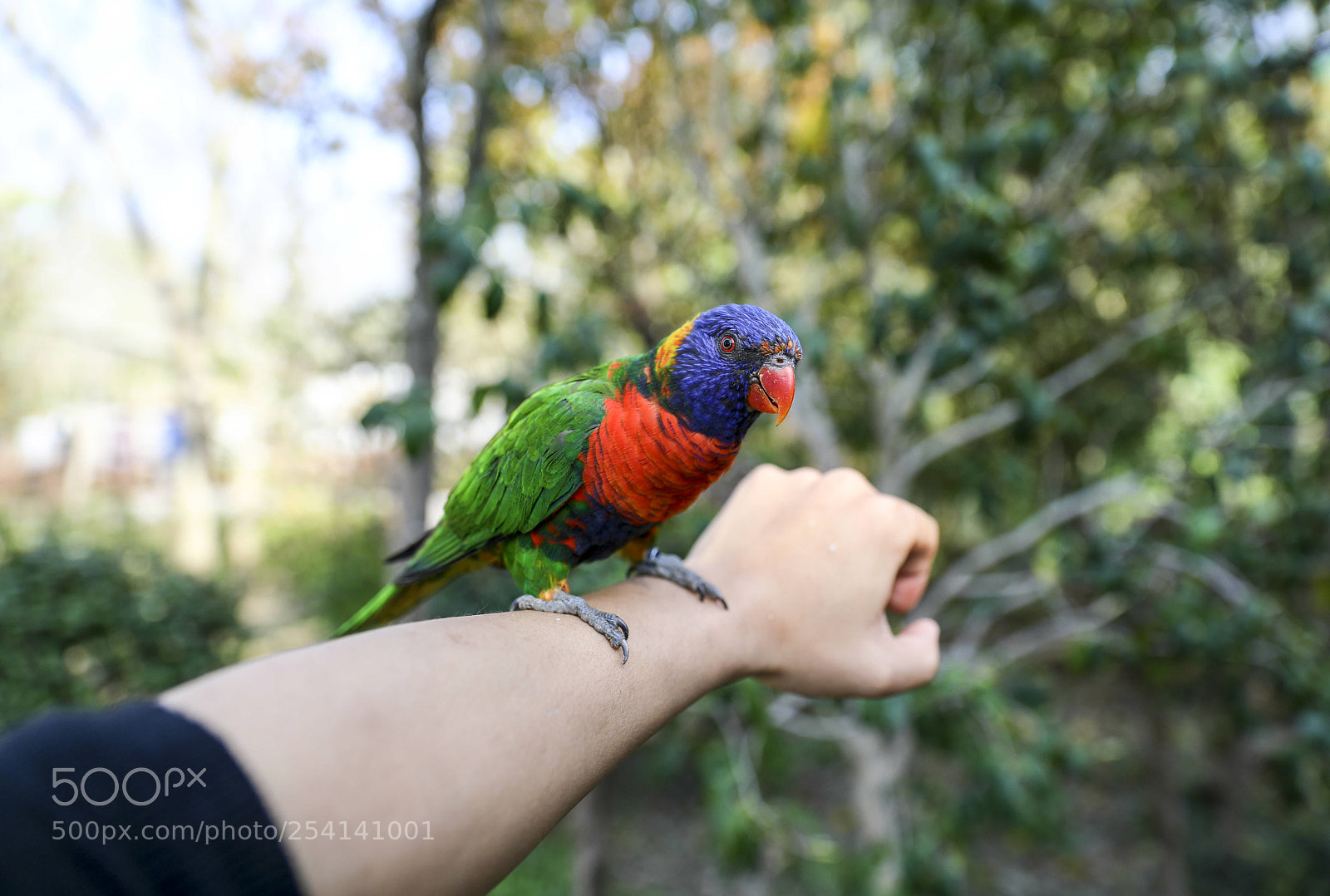 Canon EOS 5D Mark IV sample photo. Zoo serious：parrot photography