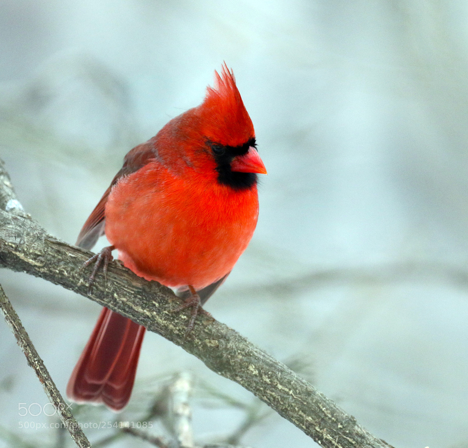 Canon EOS 7D Mark II sample photo. Cardinal moment photography