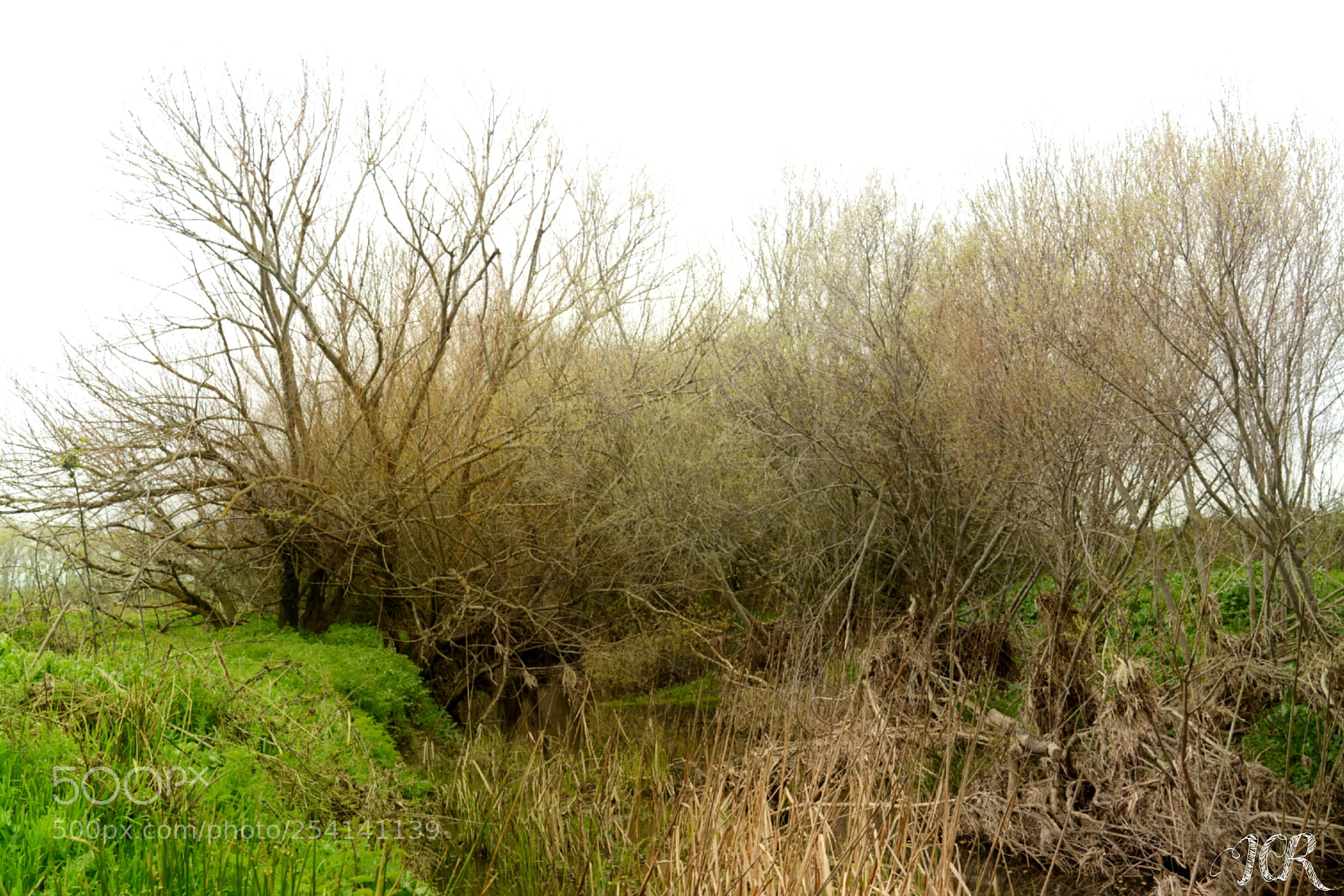 Nikon D5200 sample photo. Riachuelo photography