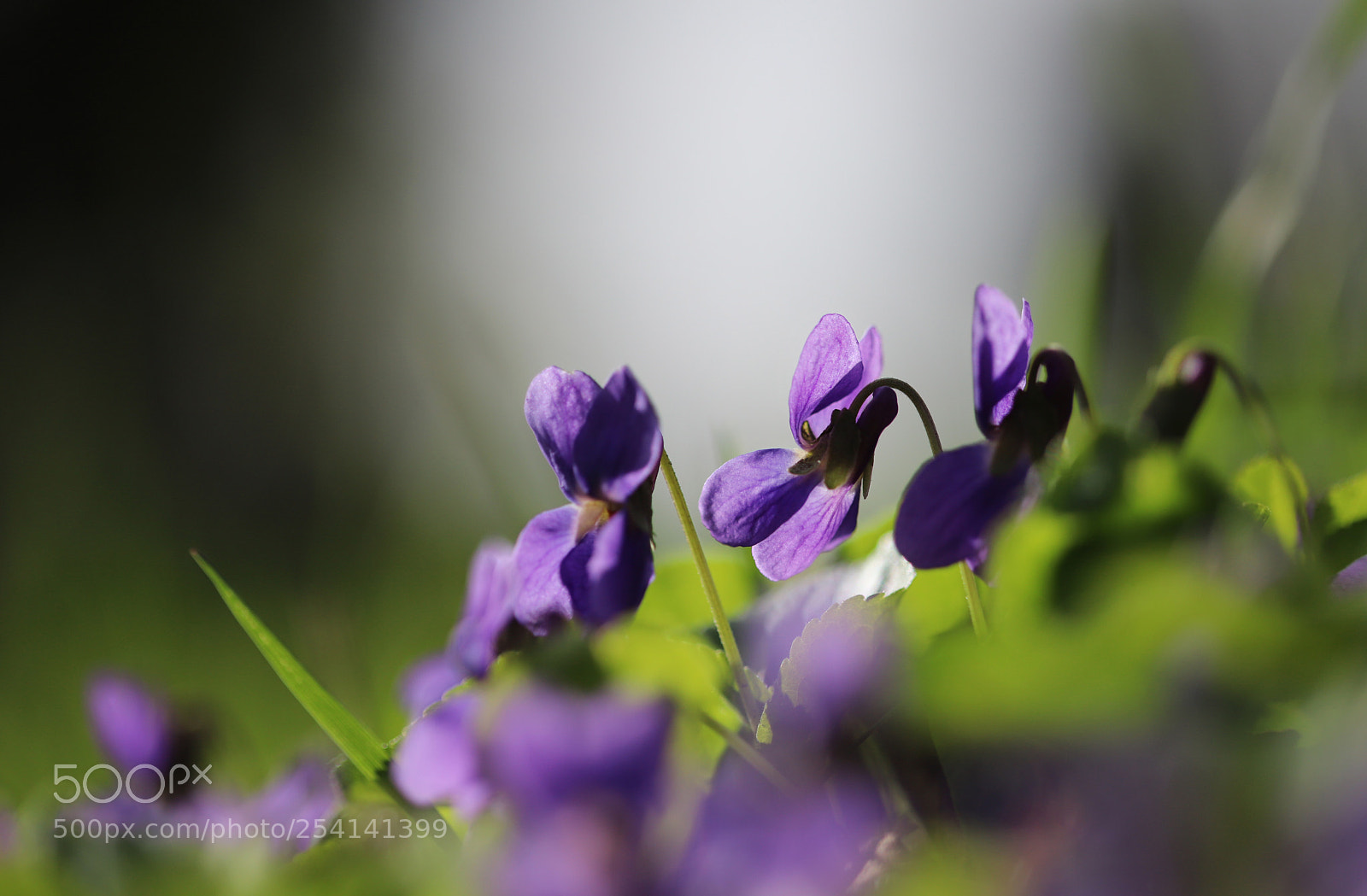 Canon EOS 6D Mark II sample photo. Purple photography