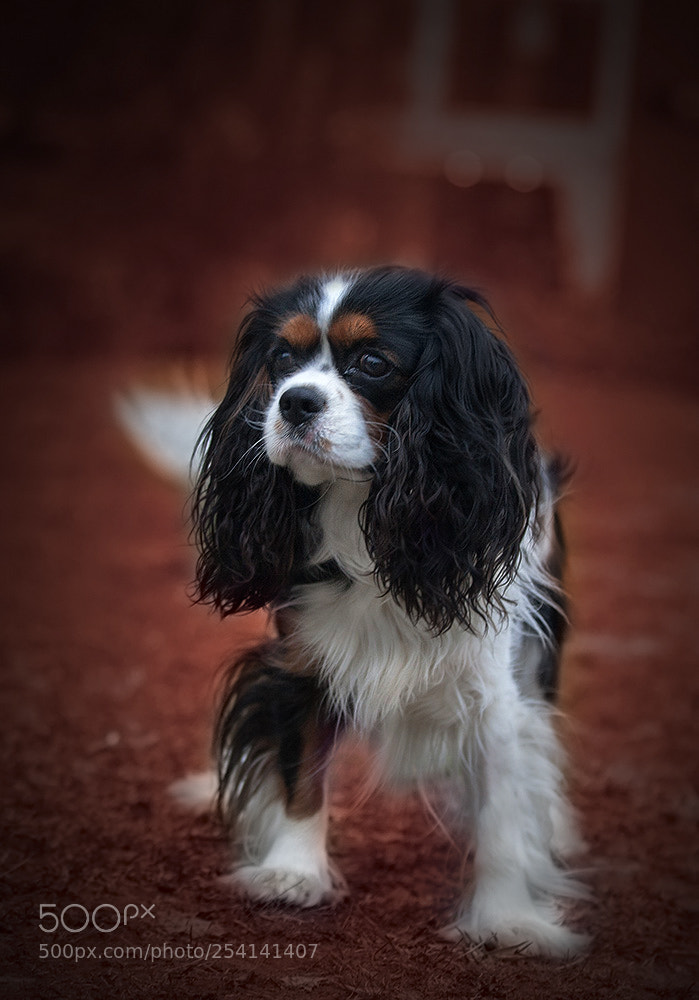 Canon EOS-1D Mark II sample photo. *** photography