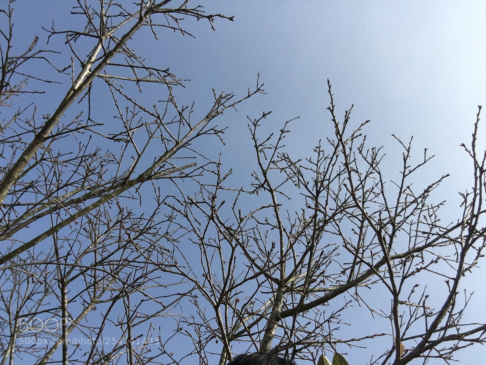 Apple iPhone 6s Plus sample photo. Untitled photography