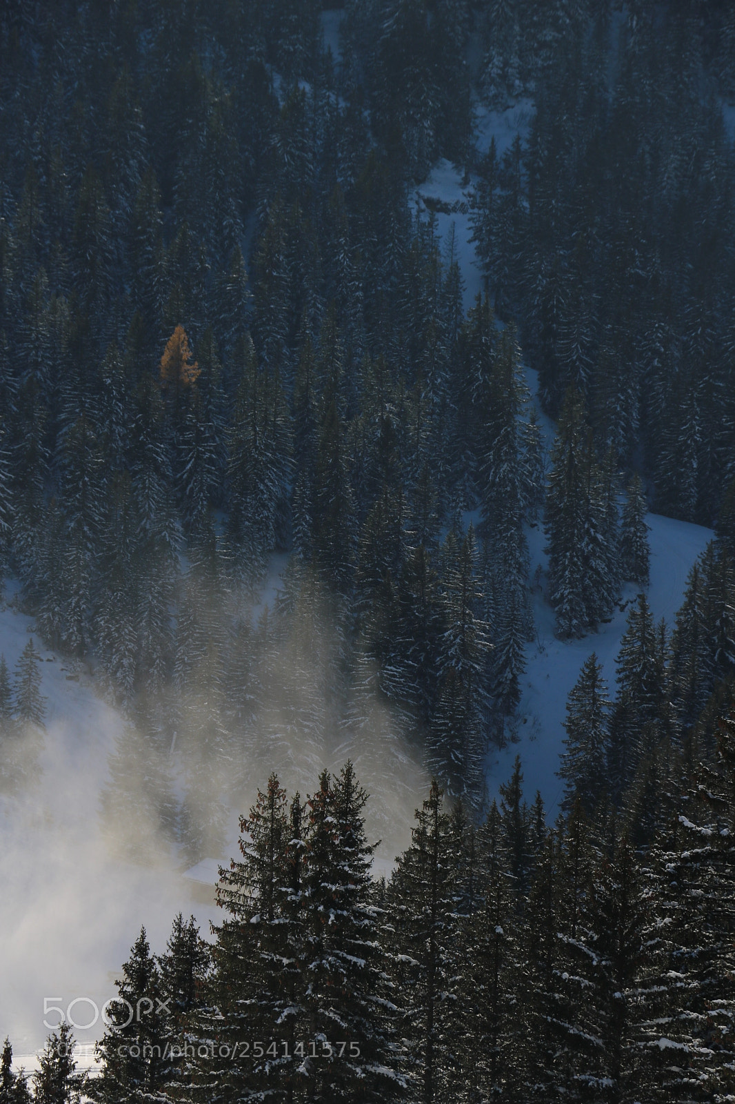 Canon EOS 750D (EOS Rebel T6i / EOS Kiss X8i) sample photo. Fog on alpin tree photography