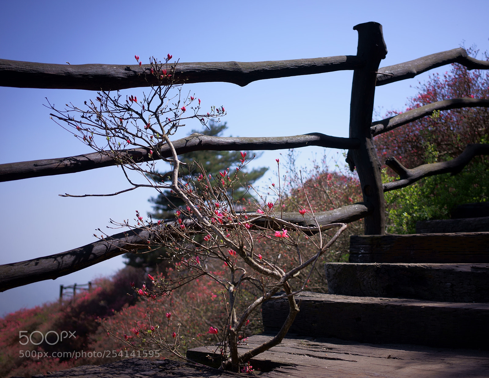 Sony a7 II sample photo. Untitled photography