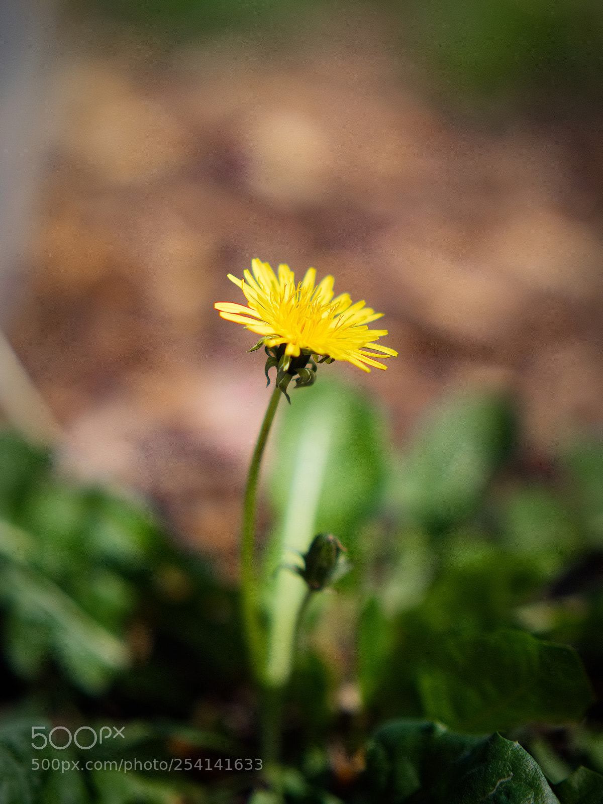 Panasonic Lumix DC-GH5 sample photo. *** photography