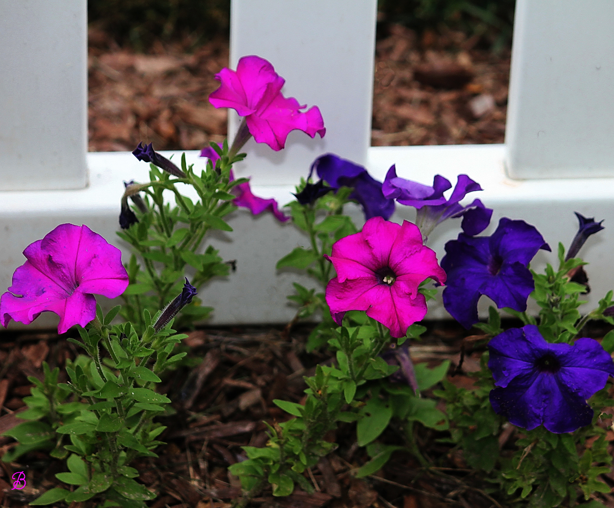Canon EF-S 55-250mm F4-5.6 IS sample photo. Pretty in pink photography