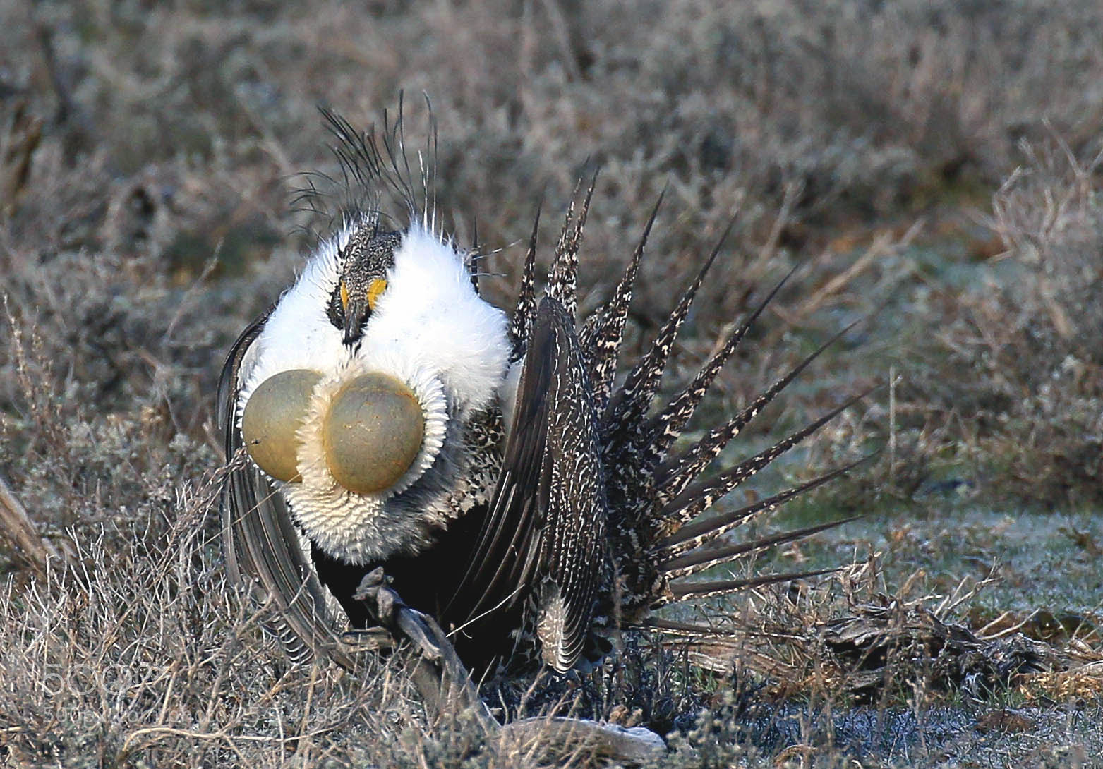 Canon EOS 70D sample photo. Greater sage grouse photography