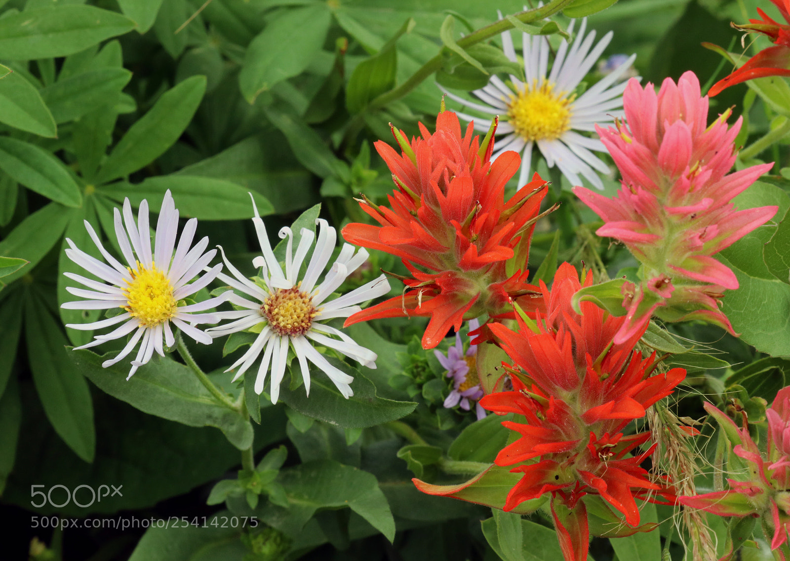Canon EOS 80D sample photo. Paintbrush and asters photography