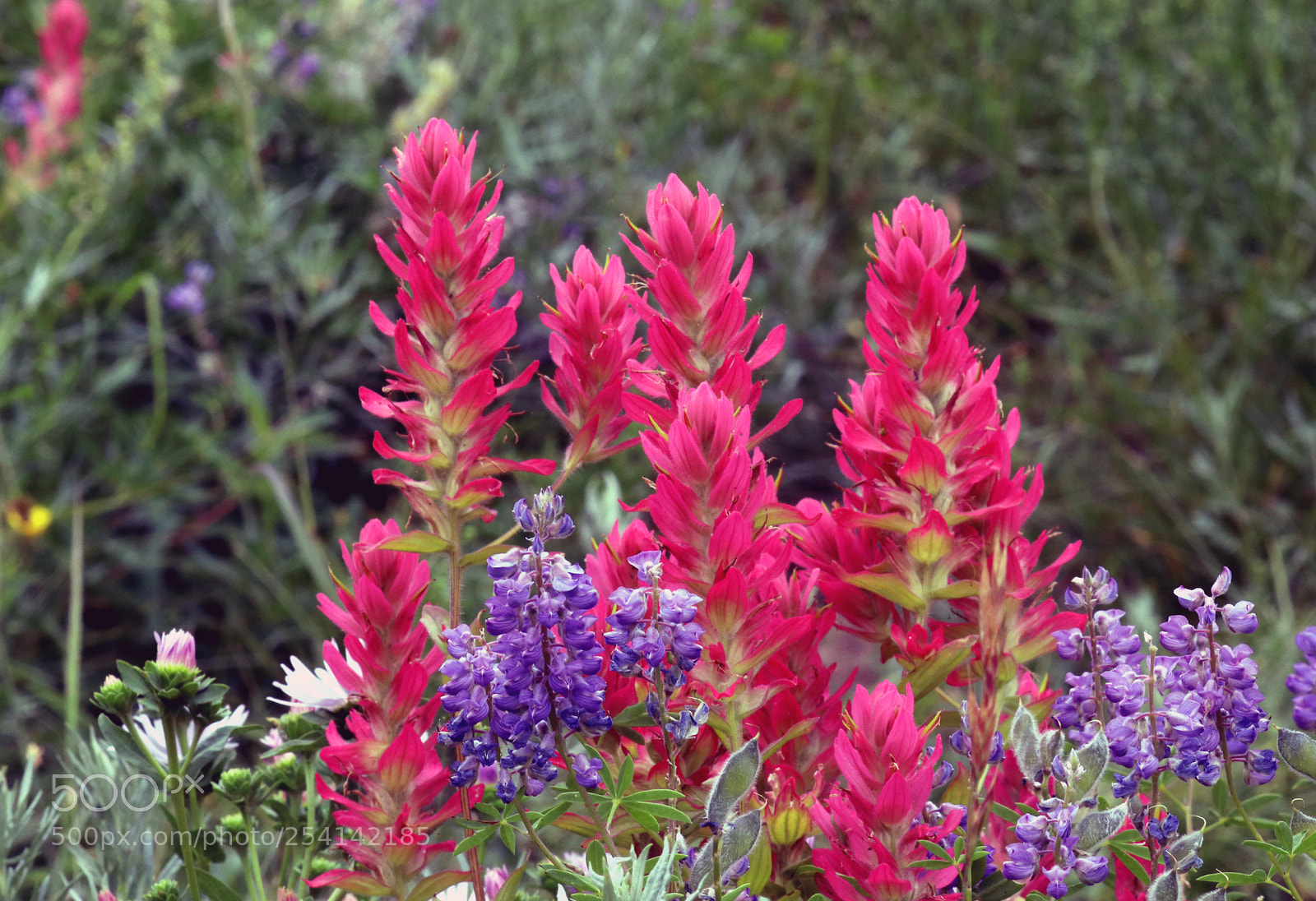 Canon EOS 80D sample photo. Paintbrush and lupine photography