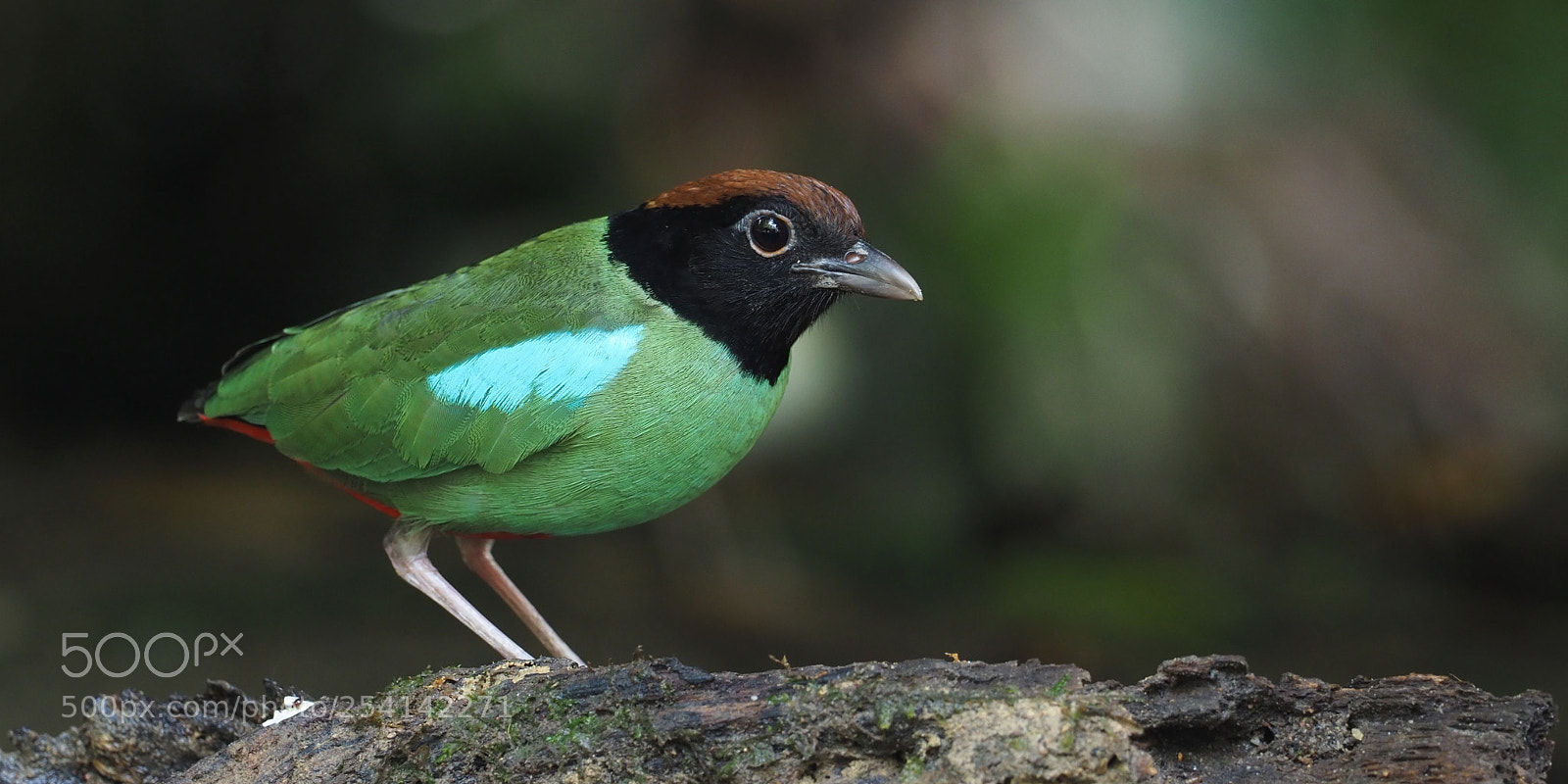 Olympus OM-D E-M1 Mark II sample photo. Hooded pitta photography