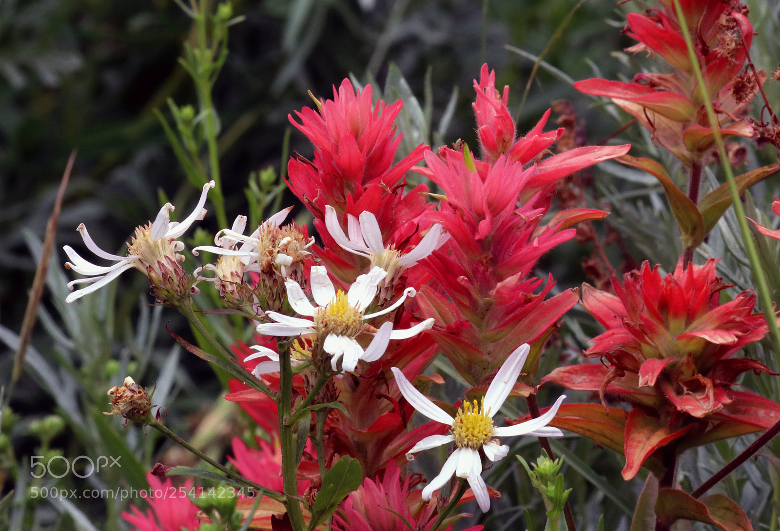 Canon EOS 80D sample photo. Paintbrush and engelmann's asters photography