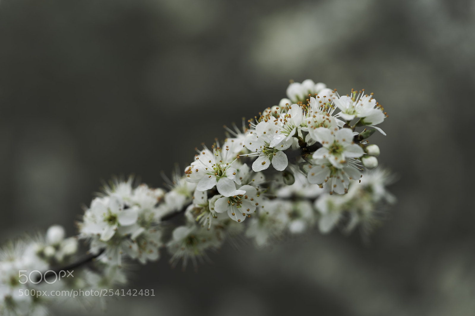 Sony a7 II sample photo. Flowers photography