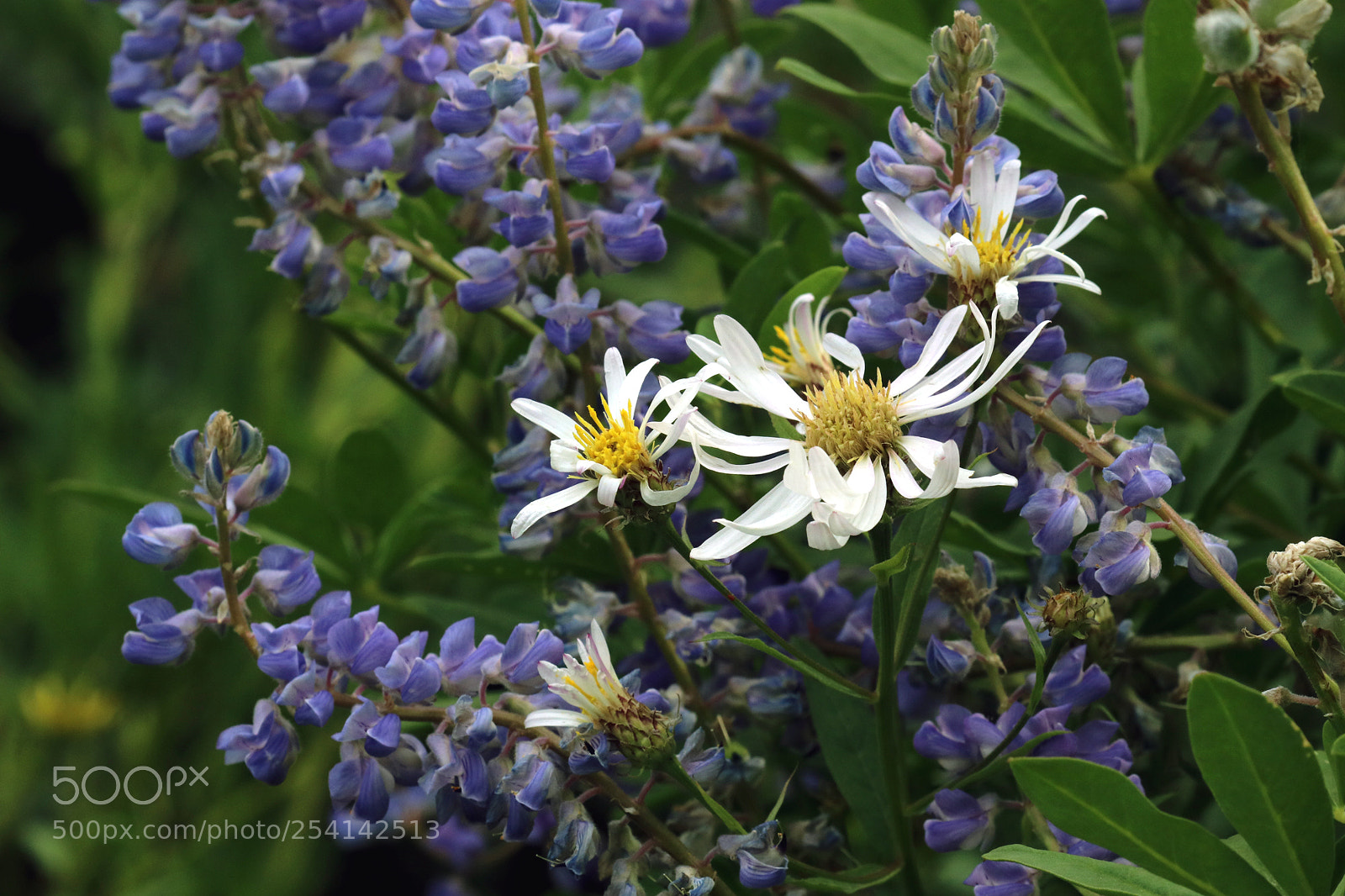 Canon EOS 80D sample photo. Lupine and englemann's asters photography