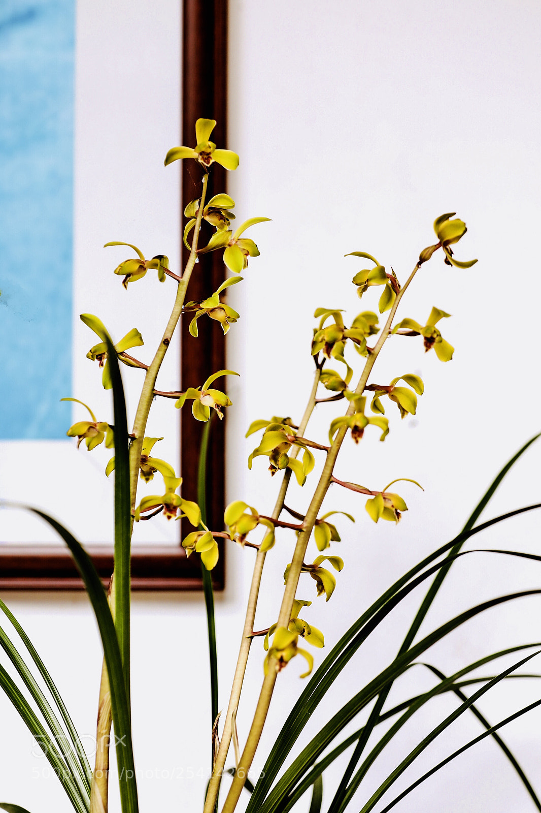 Canon EOS 5D Mark IV sample photo. 兰之叶如莎 首春则发 photography