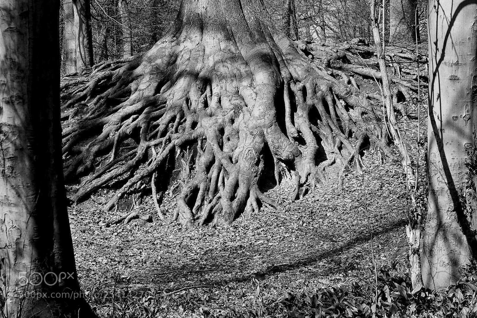 Canon EOS 600D (Rebel EOS T3i / EOS Kiss X5) sample photo. Roots photography