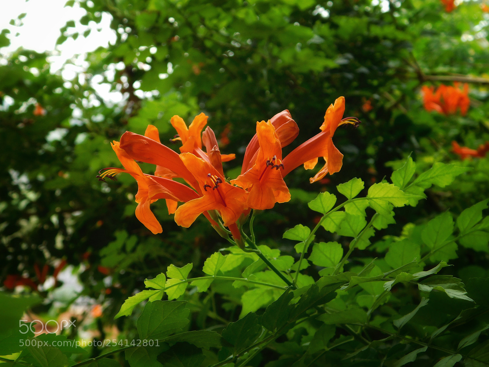Nikon Coolpix L840 sample photo. Flower s photography