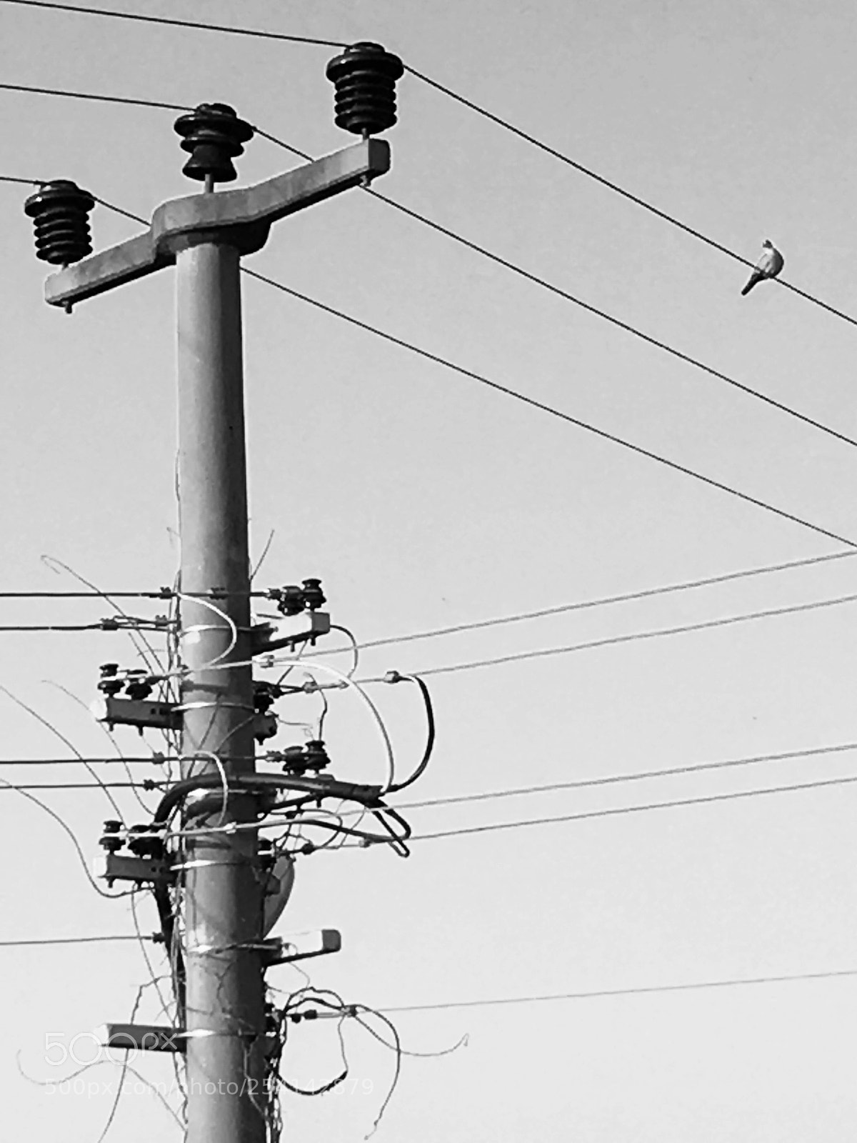 Apple iPhone SE sample photo. On the wire  photography