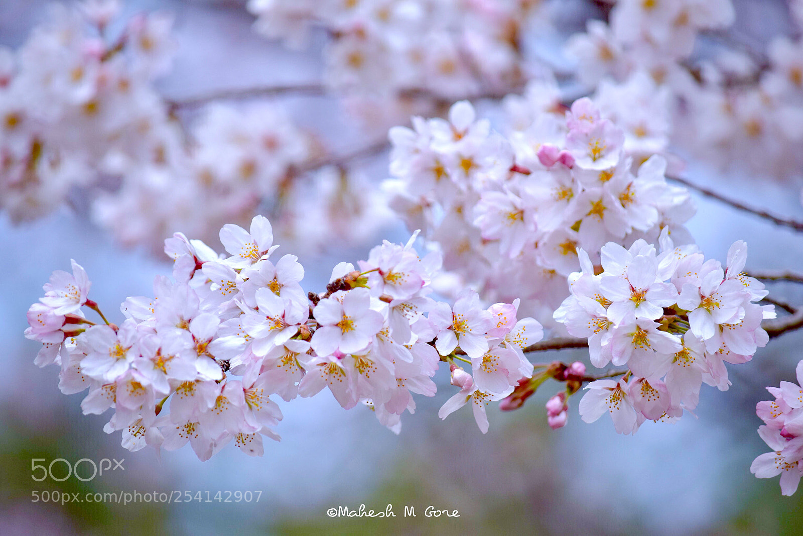 Nikon D5300 sample photo. Refreshers photography