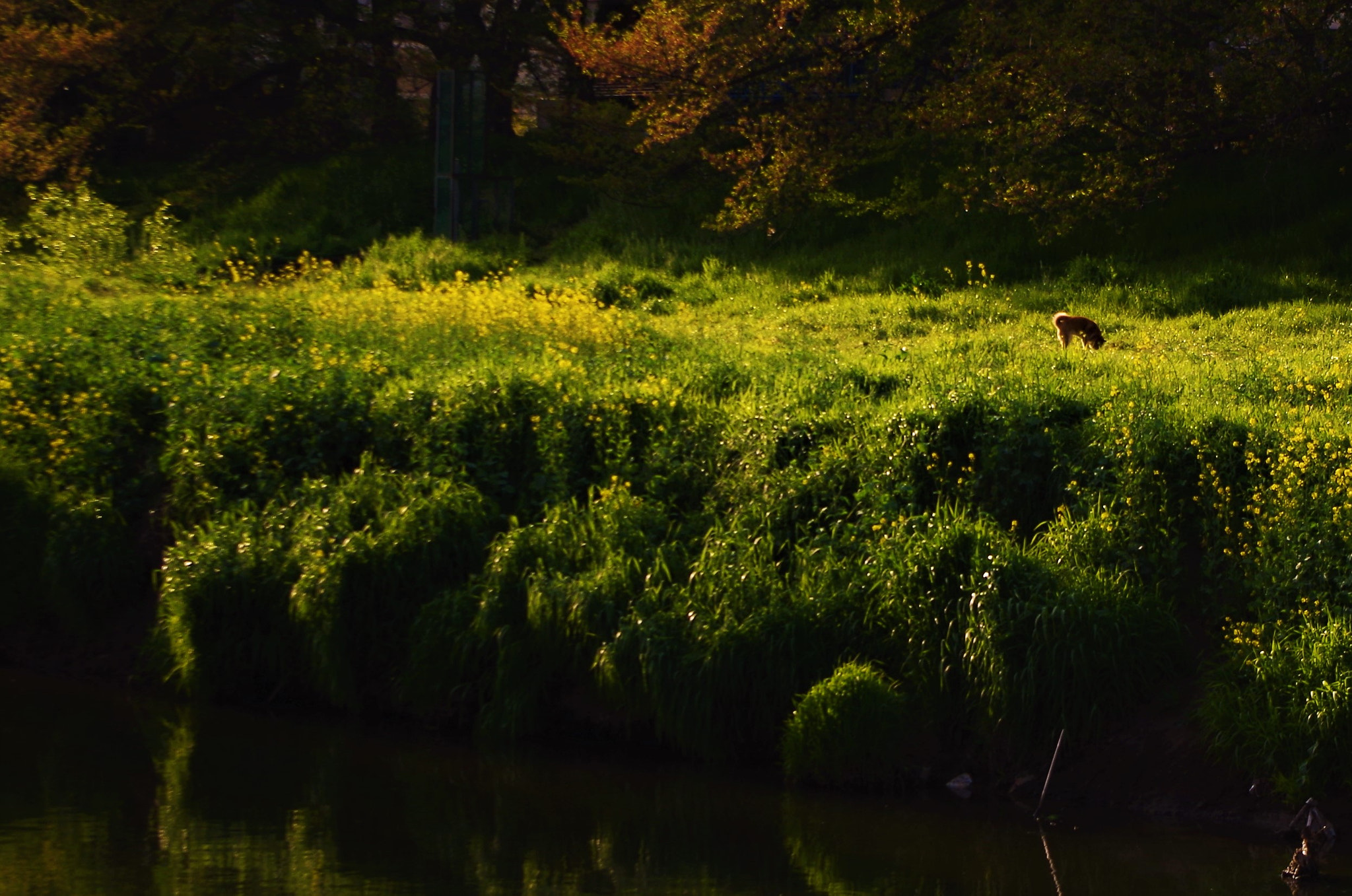 smc PENTAX-DA L 18-55mm F3.5-5.6 sample photo. One person play photography