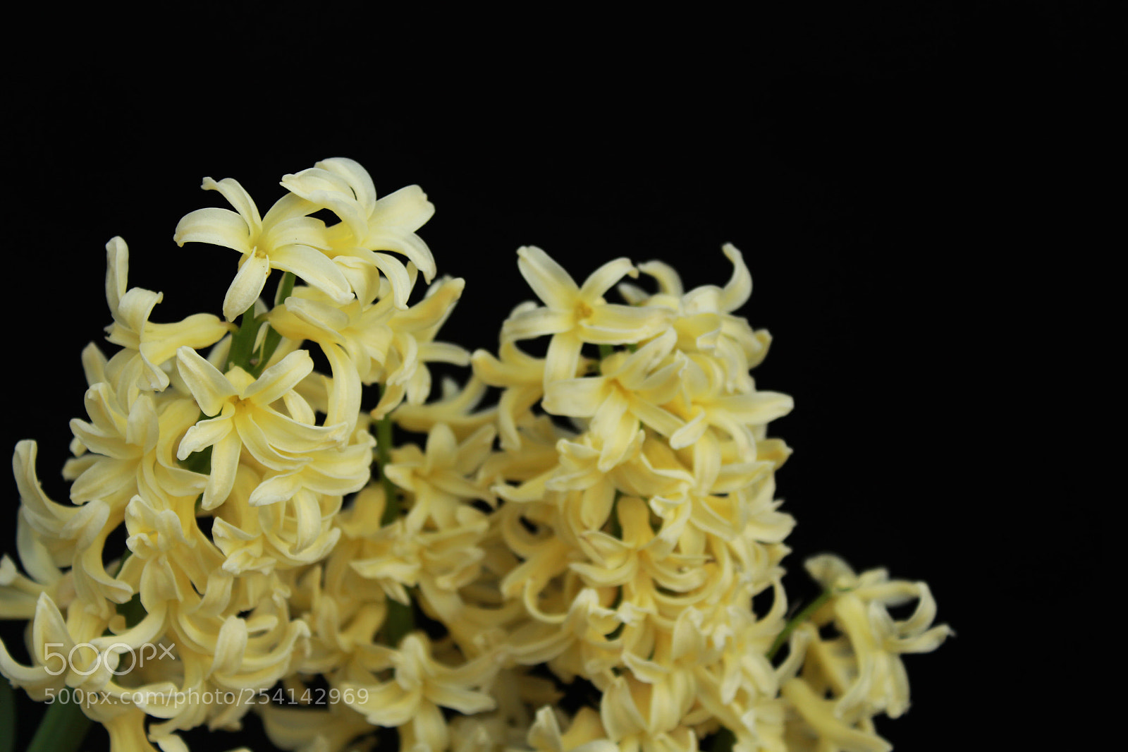 Canon EOS 700D (EOS Rebel T5i / EOS Kiss X7i) sample photo. Aromatic photography