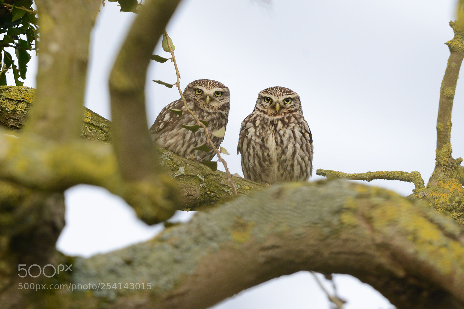 Nikon D800 sample photo. Two little owls photography
