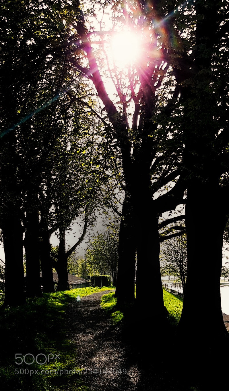 Samsung Galaxy S6 sample photo. • sunlight through the trees • photography