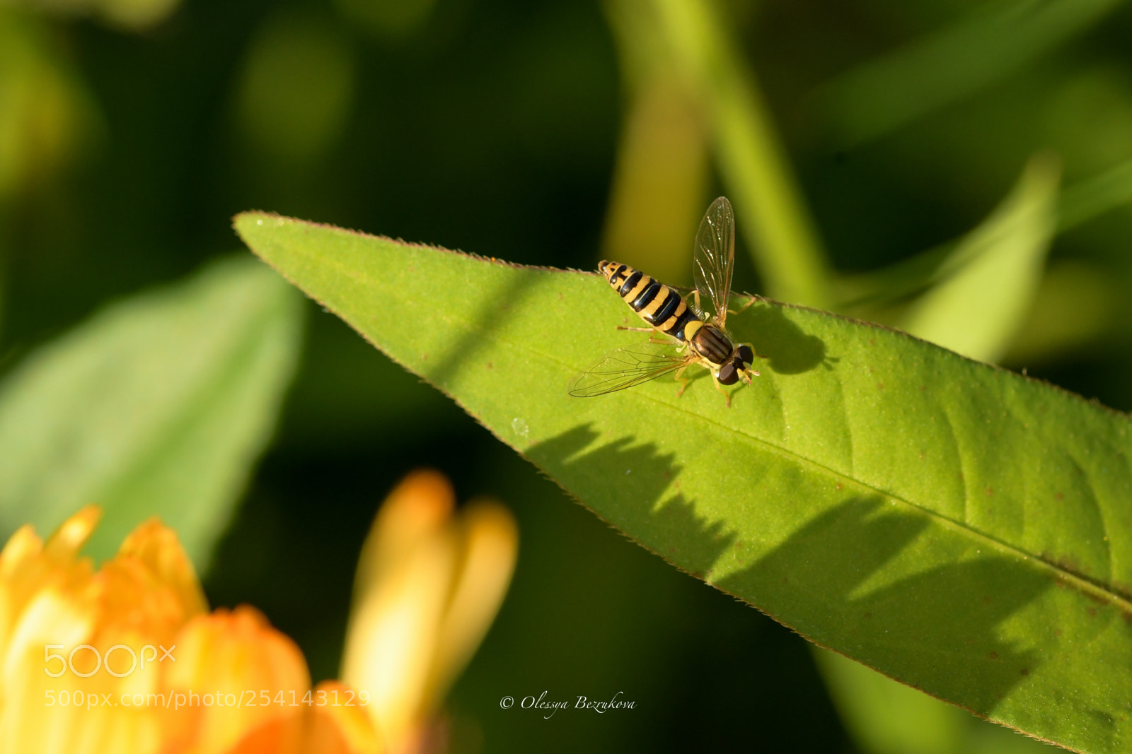 Nikon D500 sample photo. Bee life.... photography