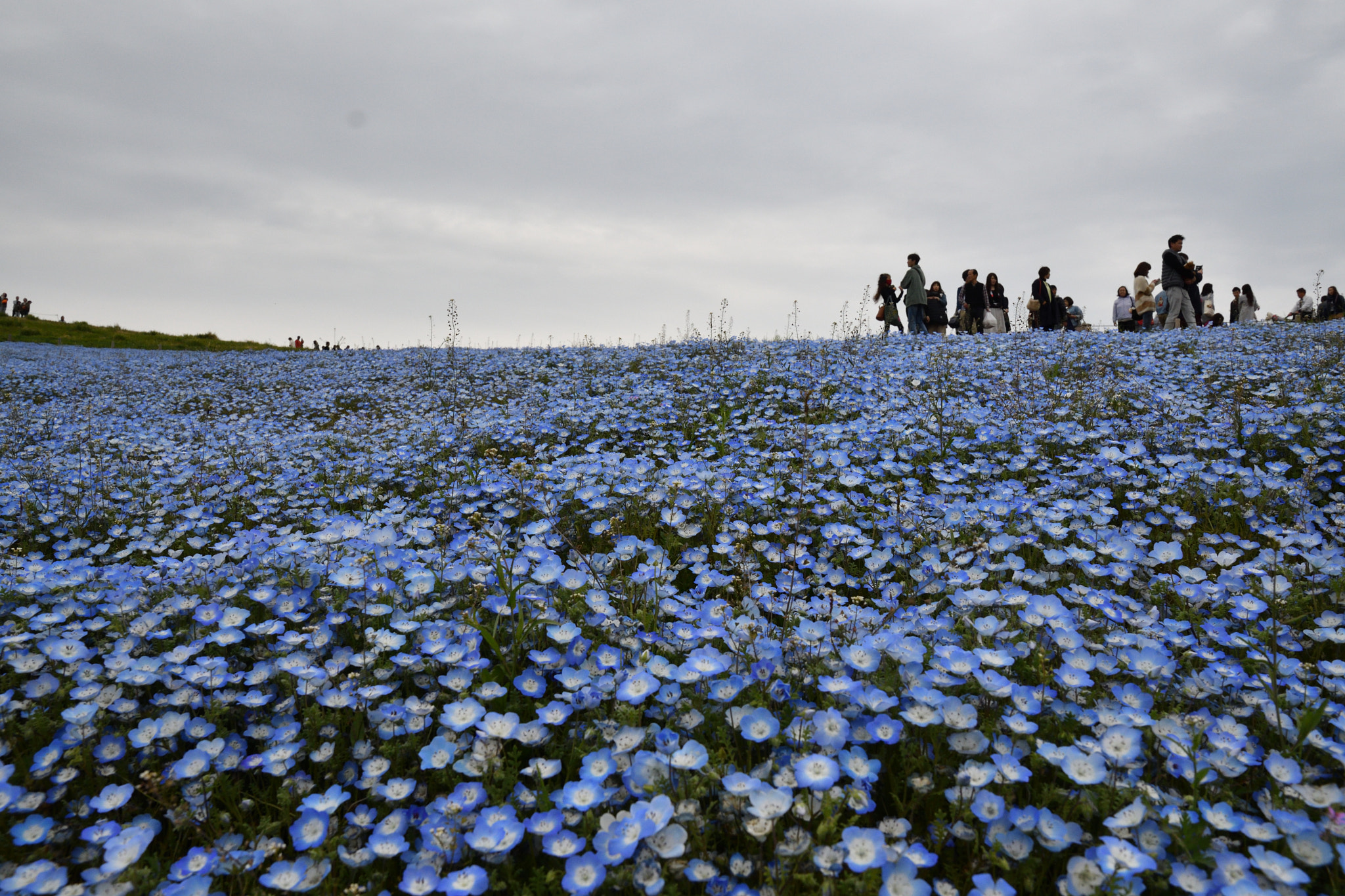 Nikon D500 + Nikon AF-S DX Nikkor 16-80mm F2.8-4E ED VR sample photo. Hitachi seaside park photography