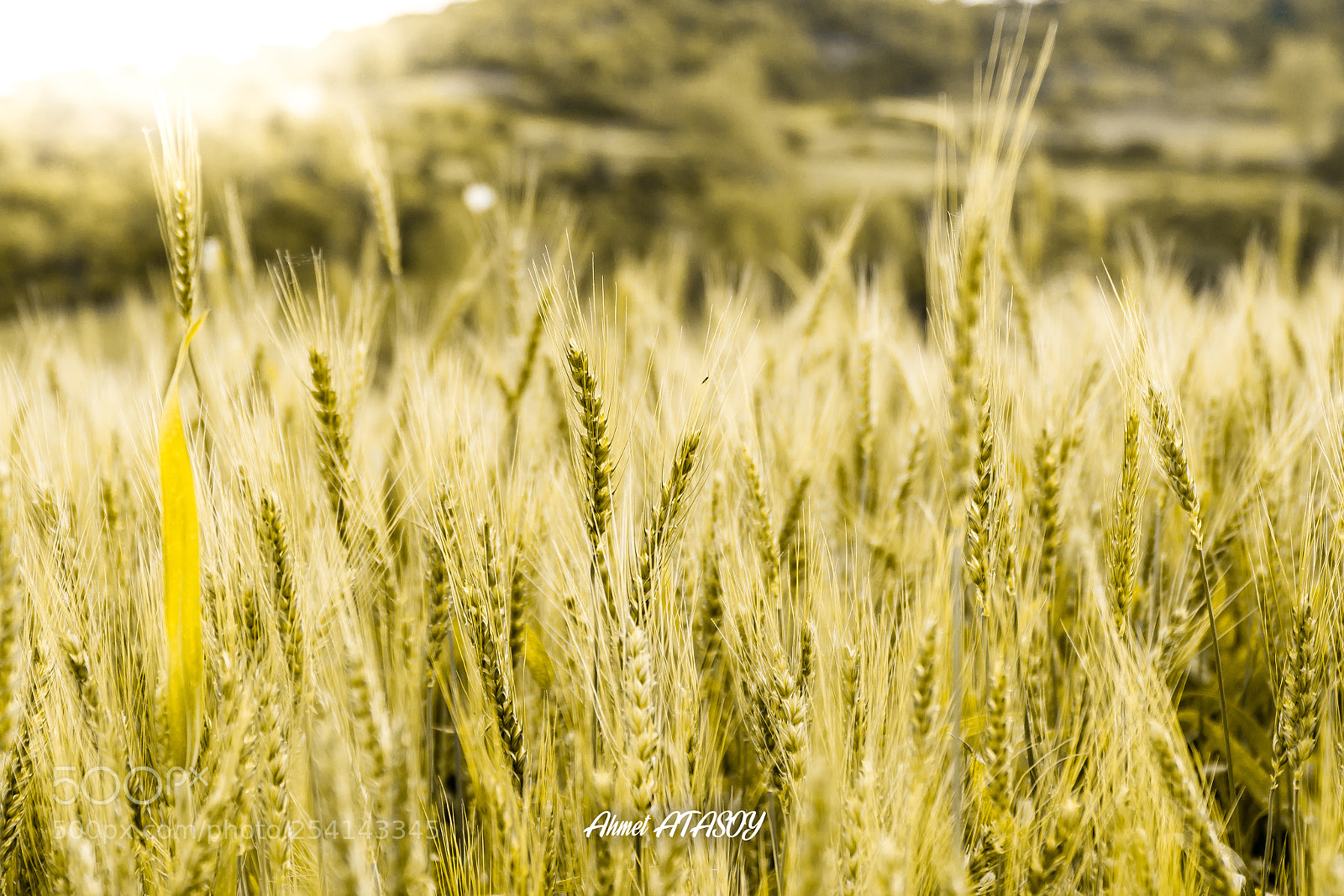 Sony a6000 sample photo. Buğday tarlası photography