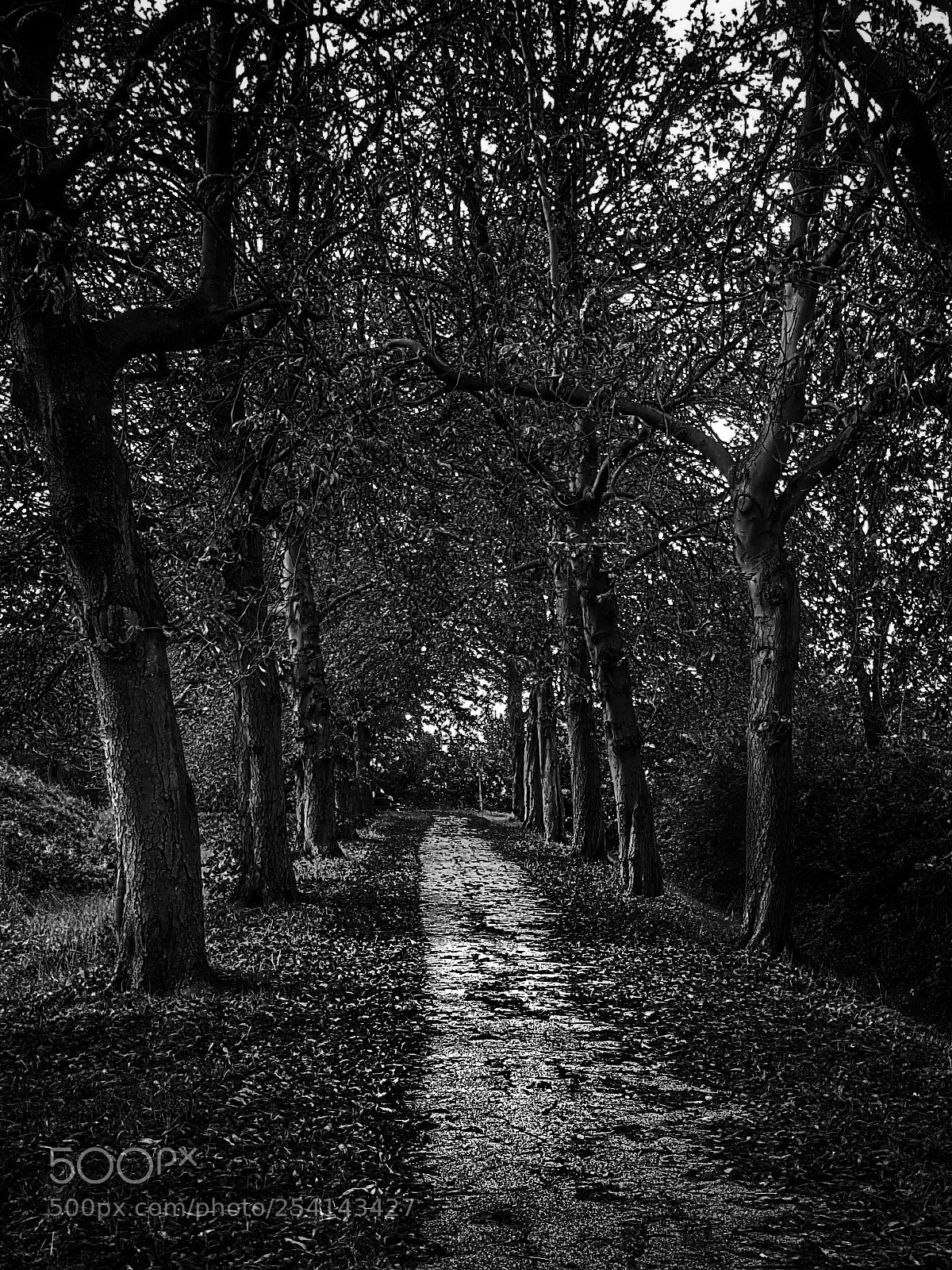 Samsung Galaxy S6 sample photo. • path between trees • photography