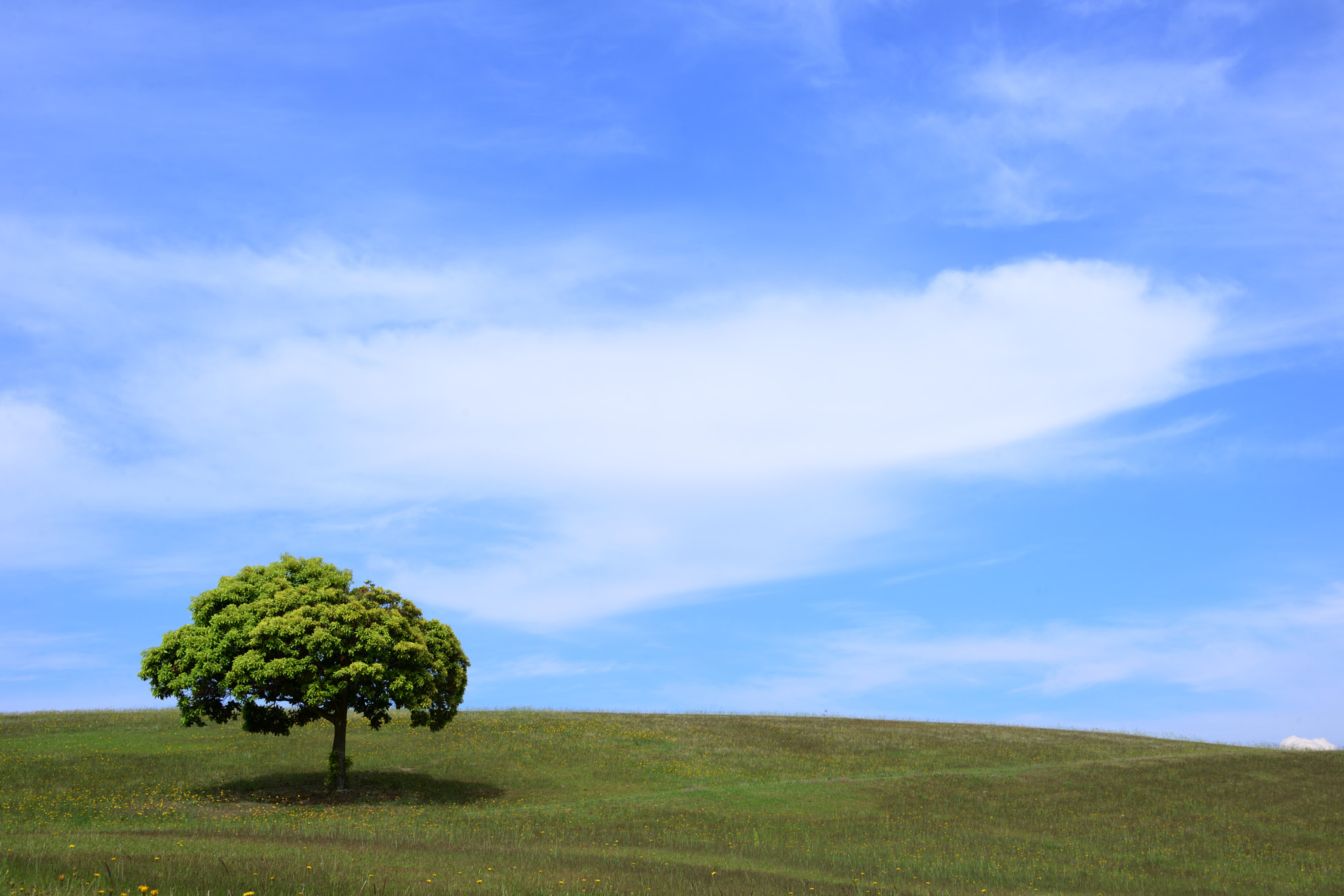Nikon D610 sample photo. Under the sky photography