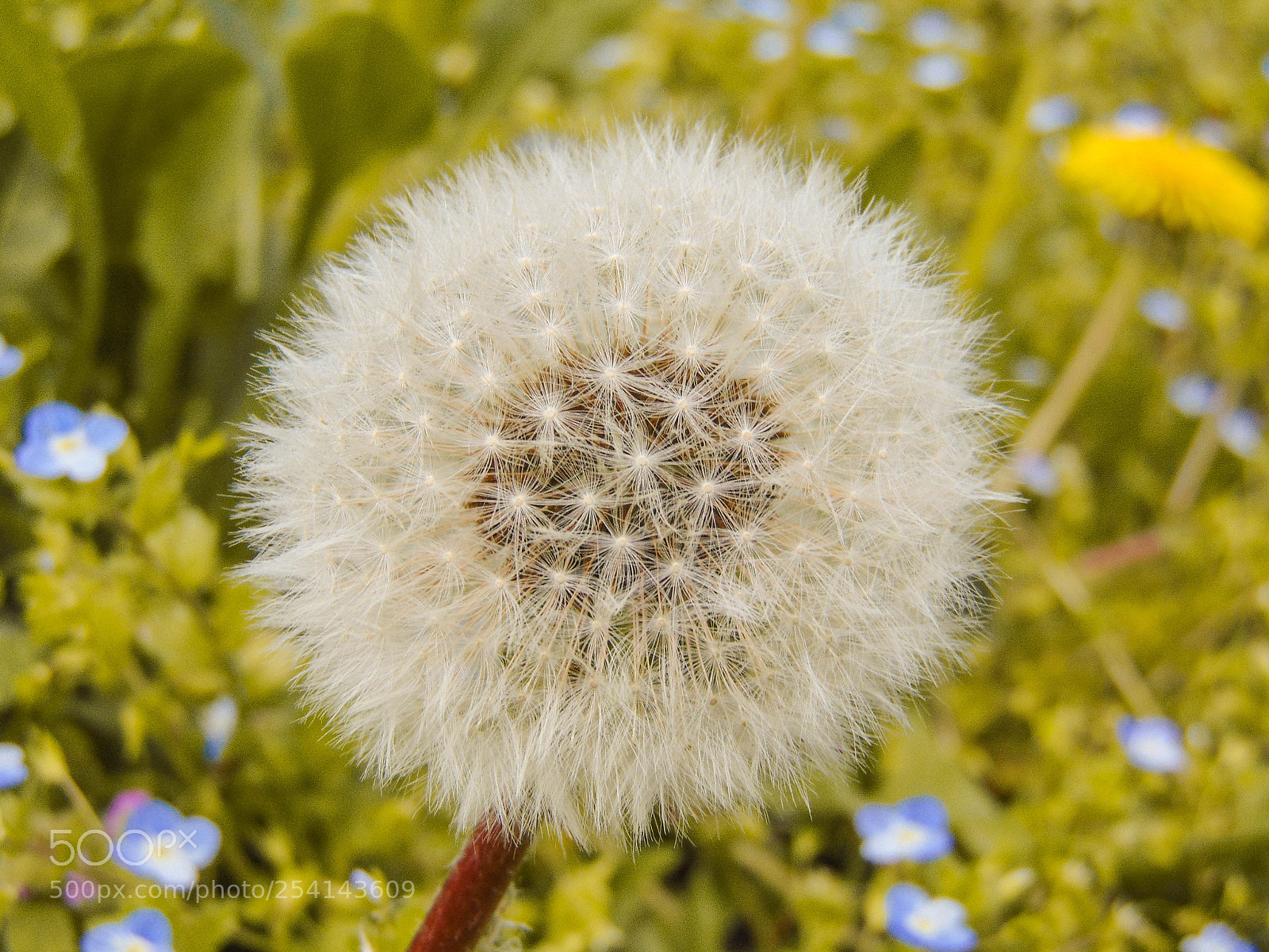 Sony Cyber-shot DSC-H300 sample photo. Dandelion spring flower photography