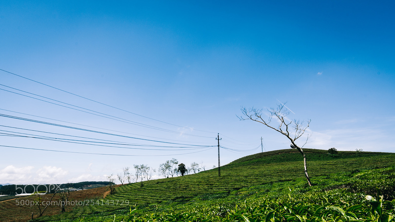 Pentax K-3 sample photo. Cau dat tea hill photography