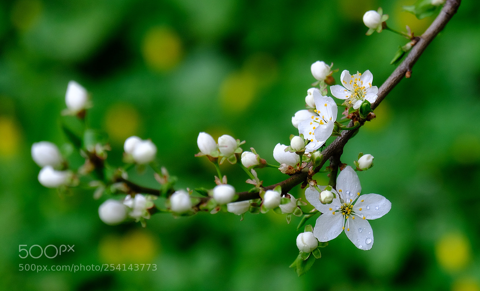 Fujifilm X-T20 sample photo. A branch of flowering photography
