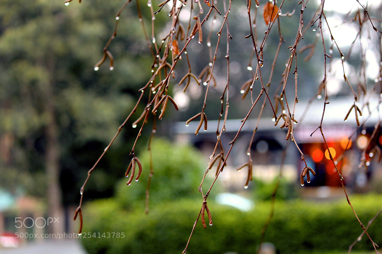 Canon EOS 700D (EOS Rebel T5i / EOS Kiss X7i) sample photo. Raindrops photography