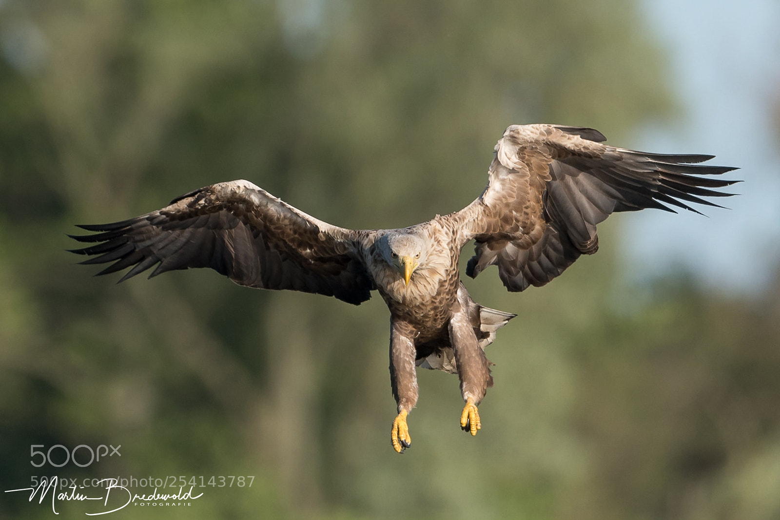 Nikon D500 sample photo. Zeearend - white-tailed eagle photography