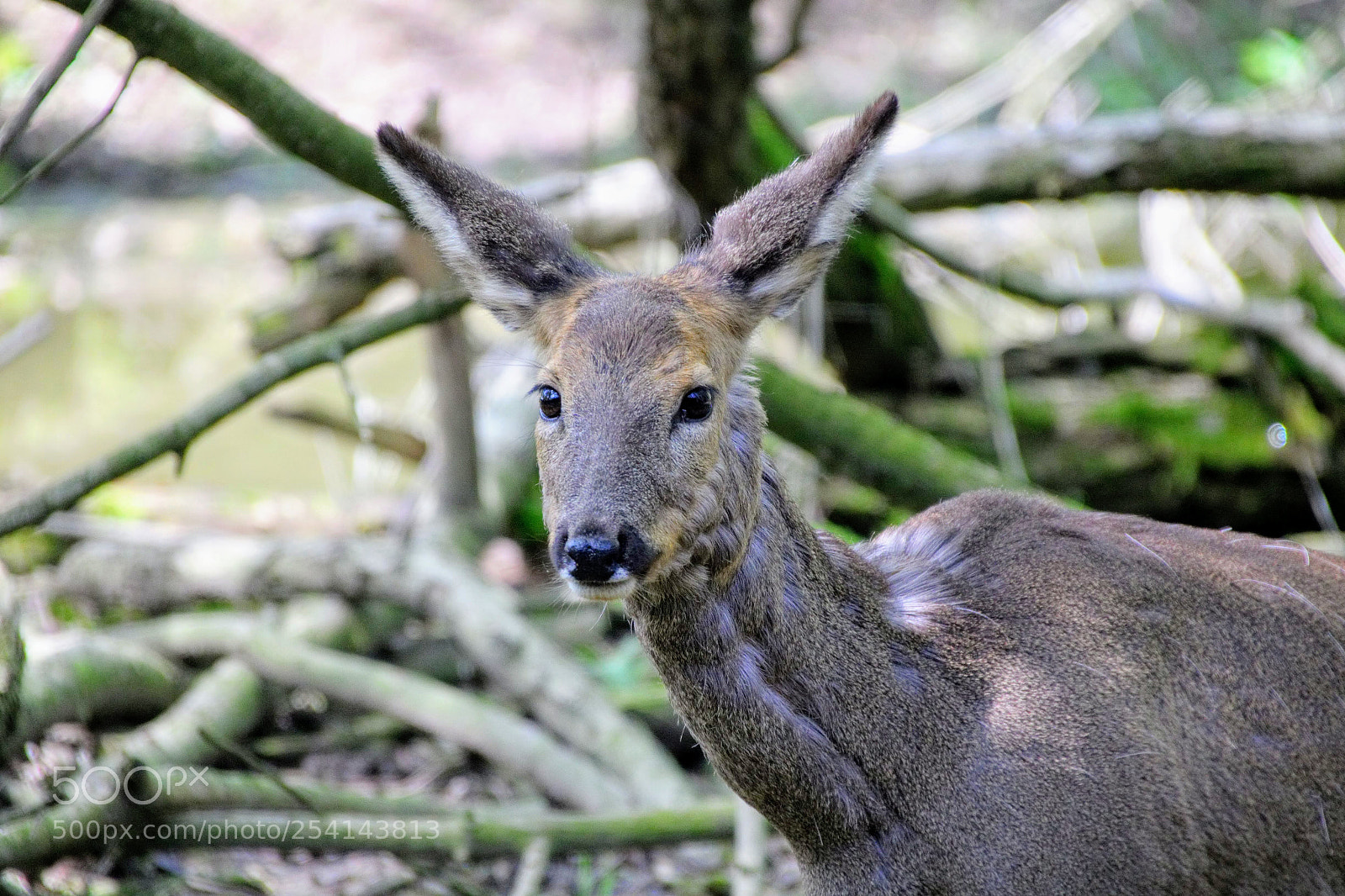 Canon EOS 750D (EOS Rebel T6i / EOS Kiss X8i) sample photo. Animal photography