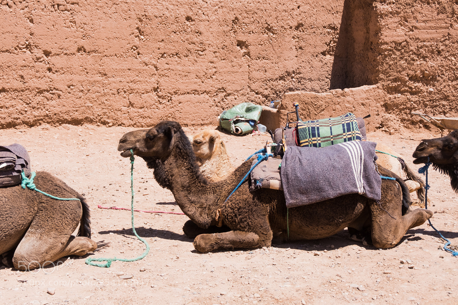 Fujifilm X-T20 sample photo. M'hamid camel ride photography