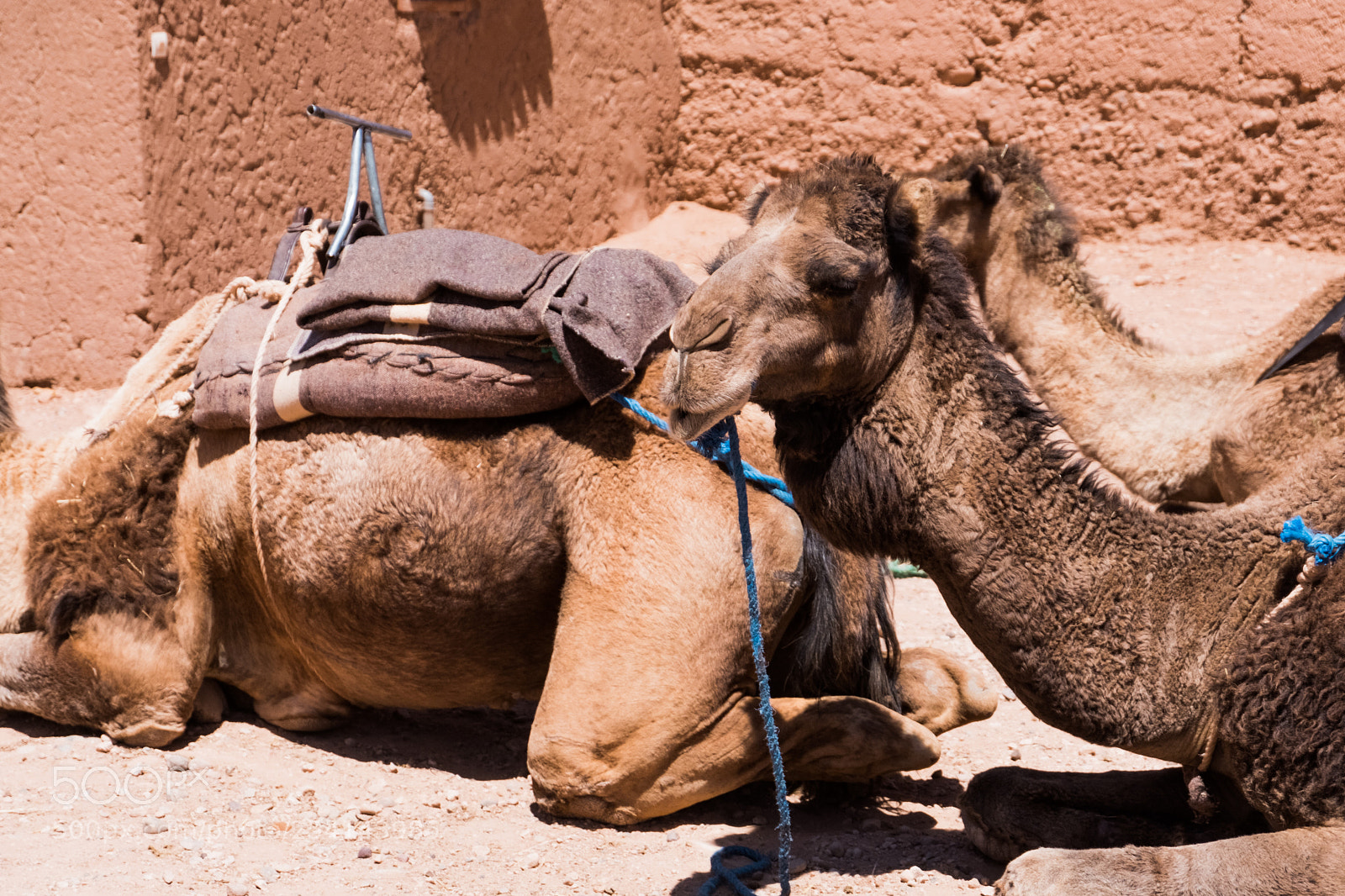 Fujifilm X-T20 sample photo. M'hamid camel ride photography