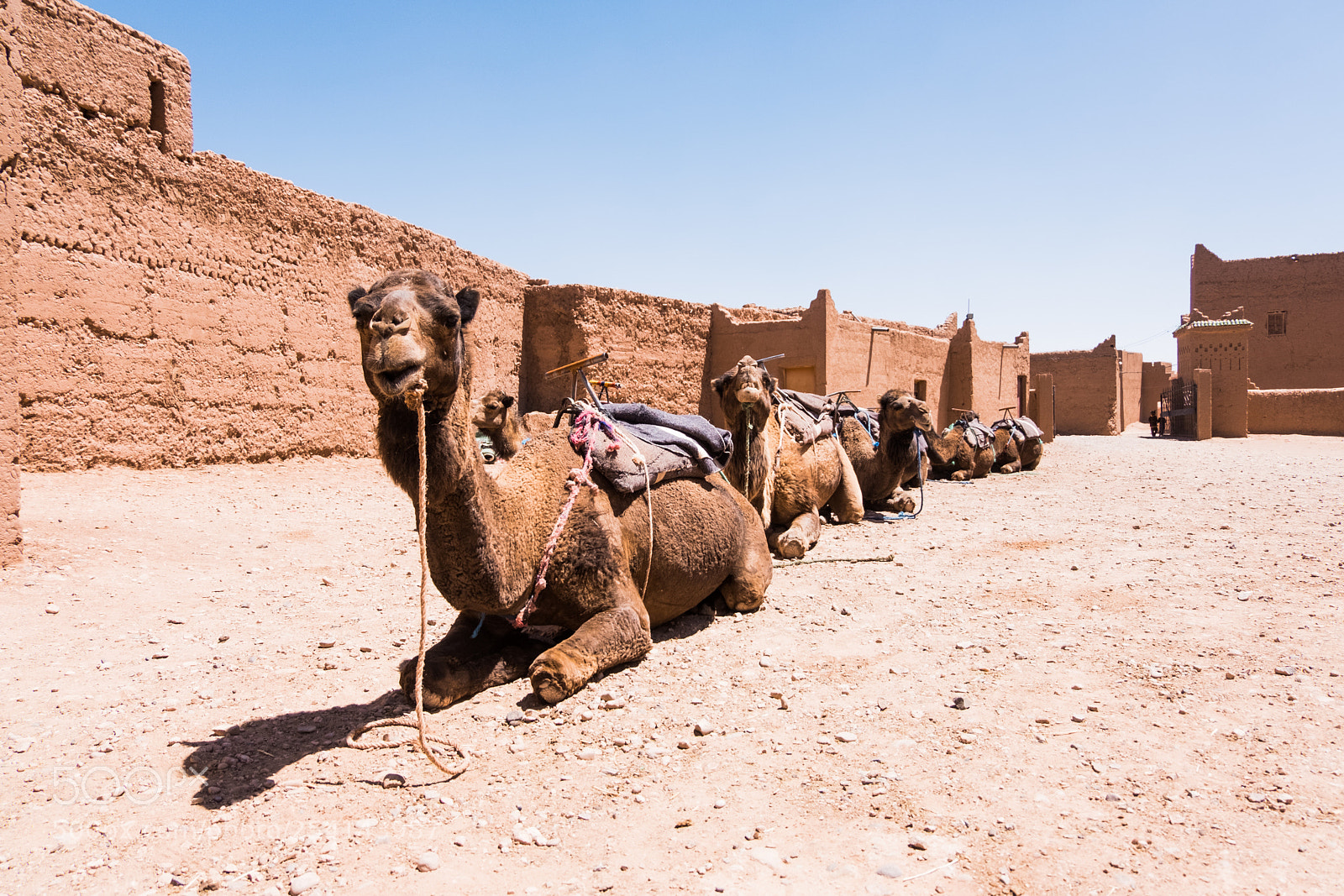Fujifilm X-T20 sample photo. M'hamid camel ride photography