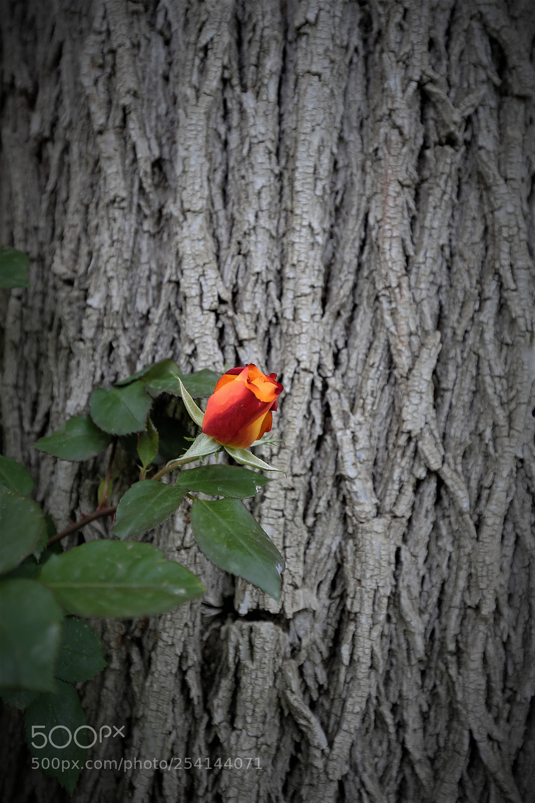 Canon EOS-1D X sample photo. Untitled photography