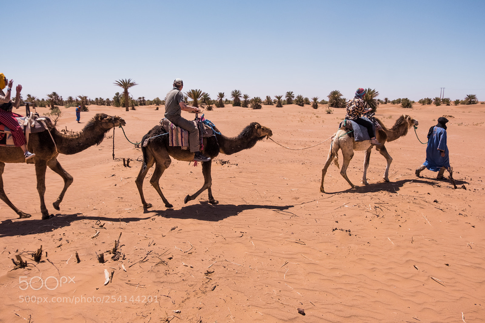 Fujifilm X-T20 sample photo. M'hamid camel ride photography