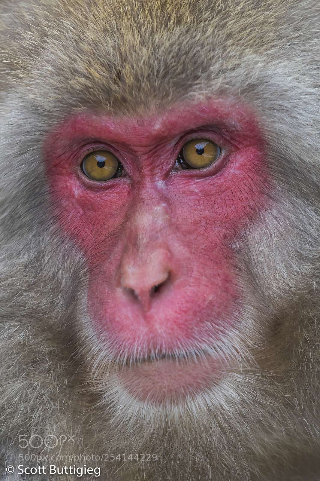 Canon EOS-1D X Mark II sample photo. Up close & personal photography
