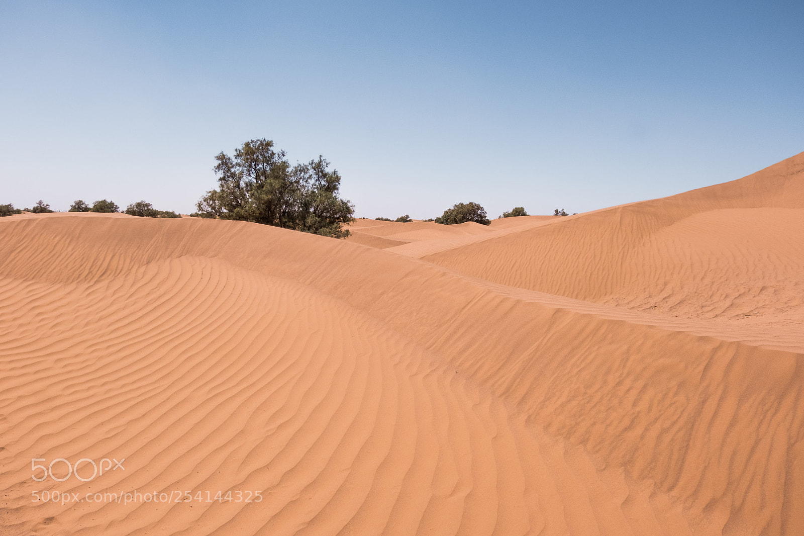 Fujifilm X-T20 sample photo. M'hamid camel ride photography