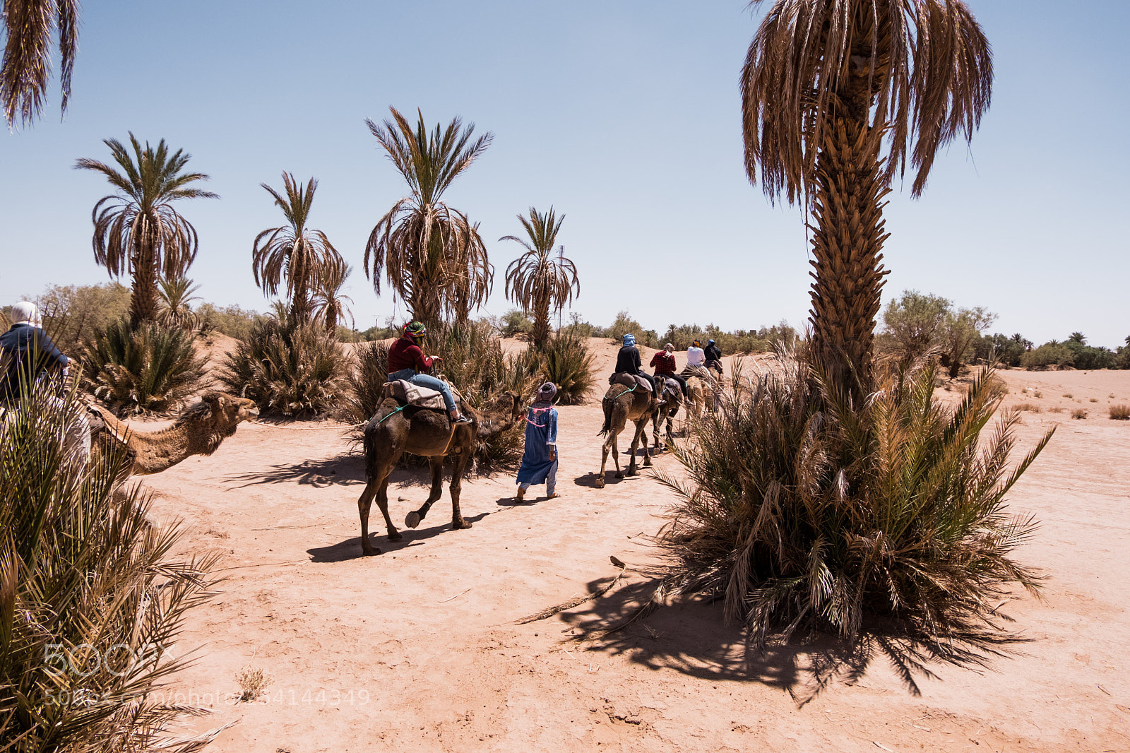 Fujifilm X-T20 sample photo. M'hamid camel ride photography
