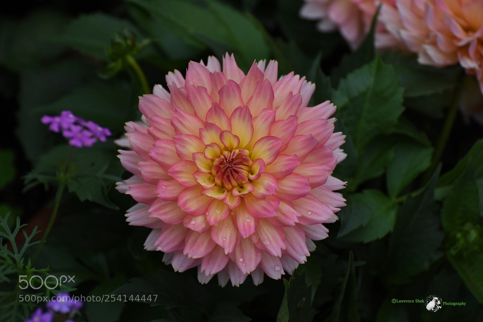Nikon D7200 sample photo. Pink lady photography