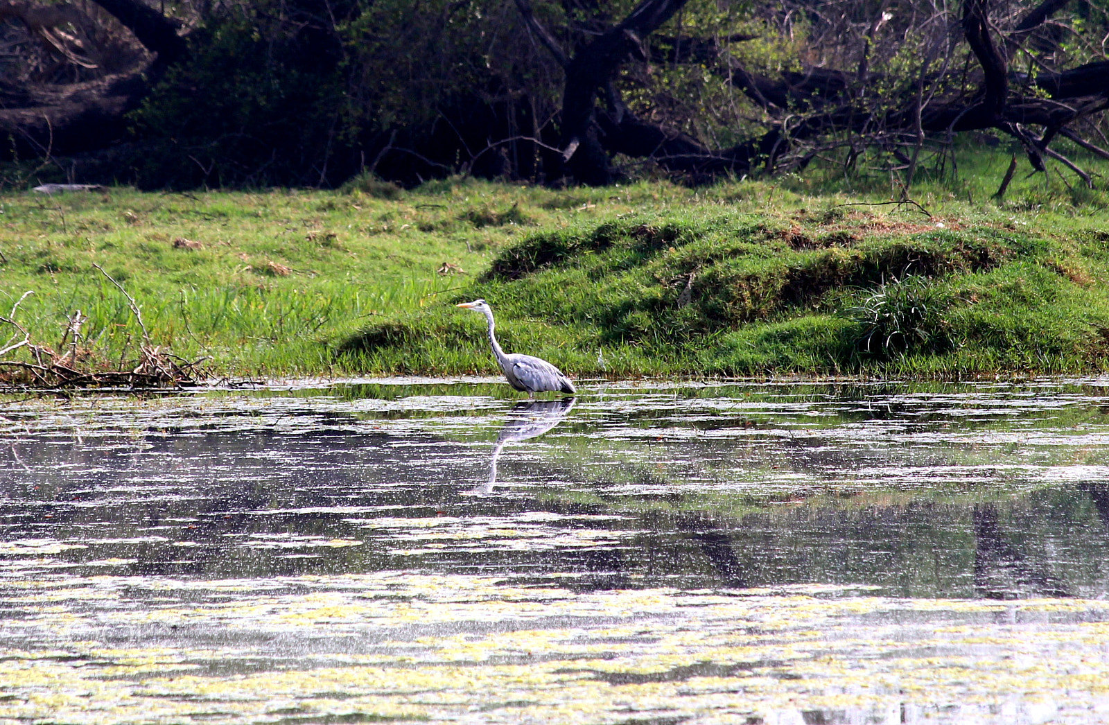Canon EF-S 55-250mm F4-5.6 IS STM sample photo. Reflection photography