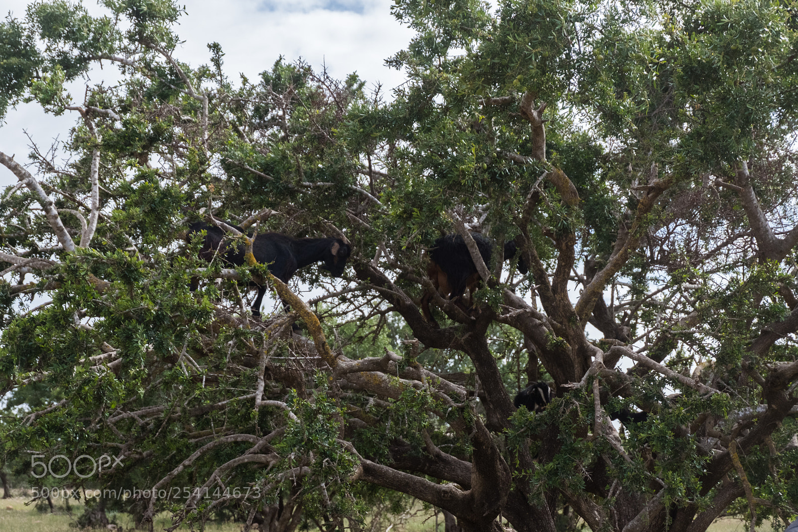 Fujifilm X-T20 sample photo. Goats and argan trees photography