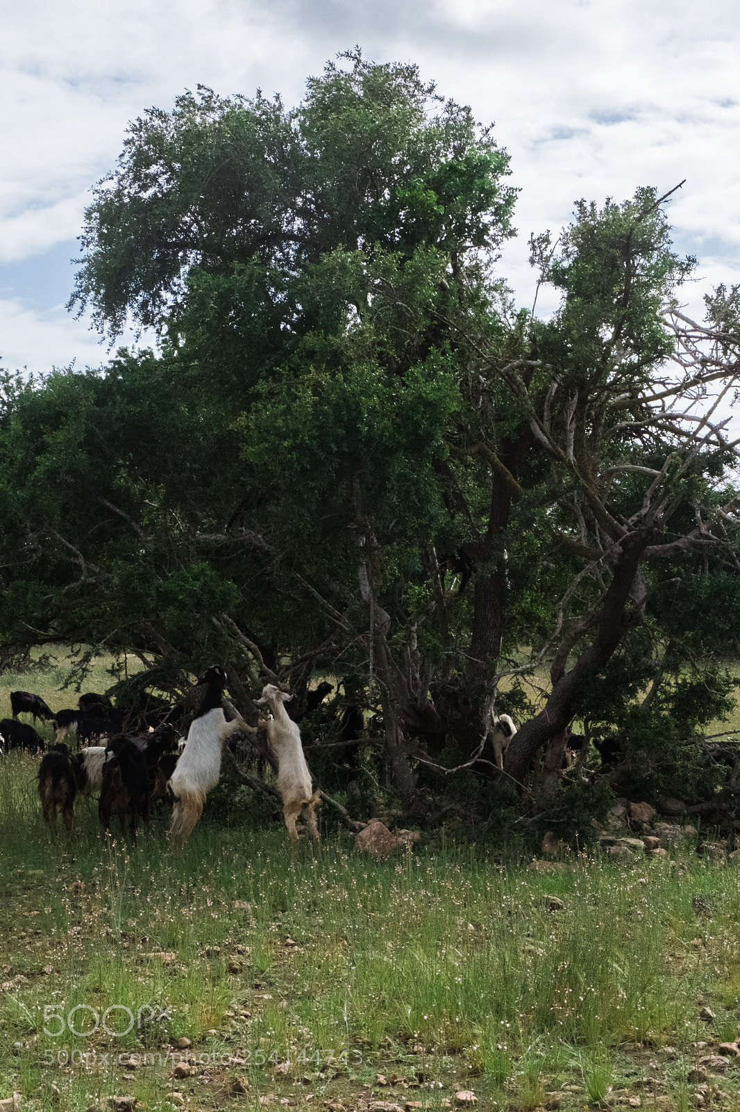 Fujifilm X-T20 sample photo. Goats and argan trees photography