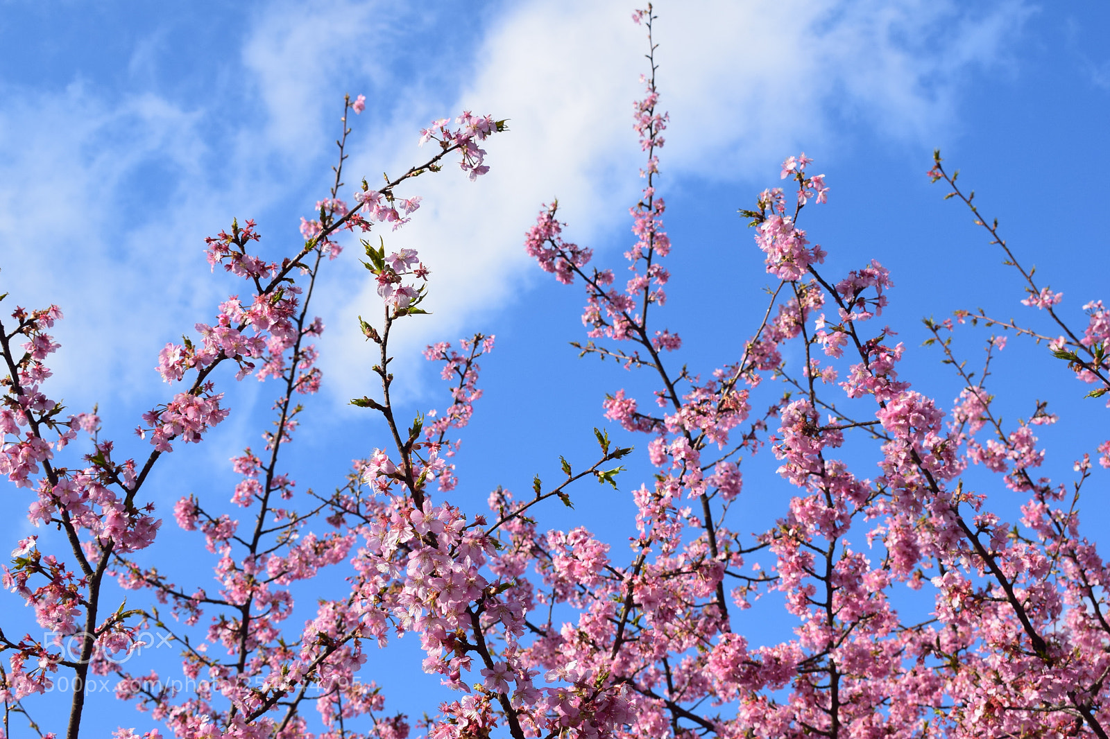 Nikon D5300 sample photo. Sakura a.k.a cherry blossom photography